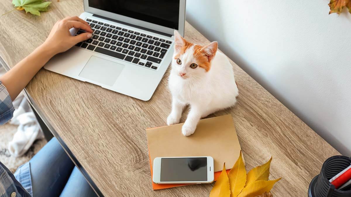 Orange and white cat sitting on a desk next to a laptop and cell phone.