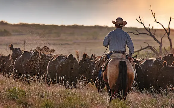 Texas business owner taking care of cattle